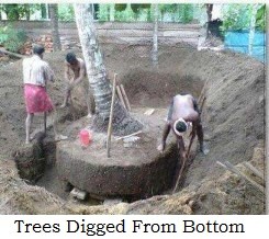 Kerela shifting trees - Digged